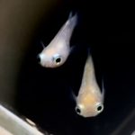 betta730
