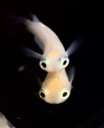 betta730