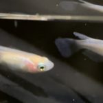 betta731