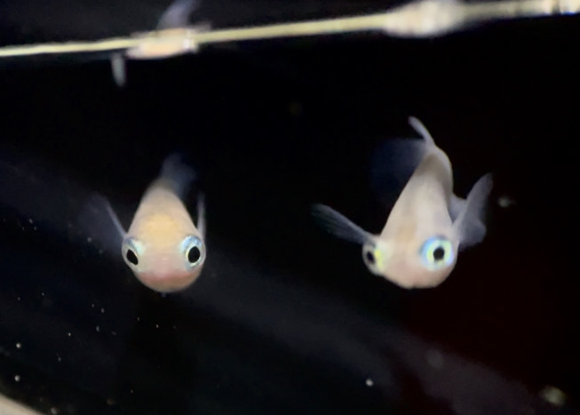 betta731
