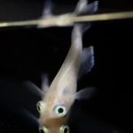 betta731