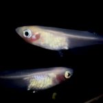 betta732