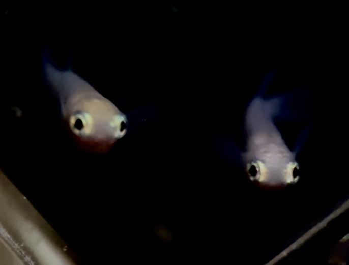 betta732