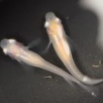 betta732