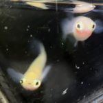 betta733