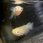 betta733