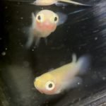 betta733