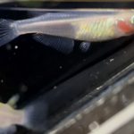 betta733