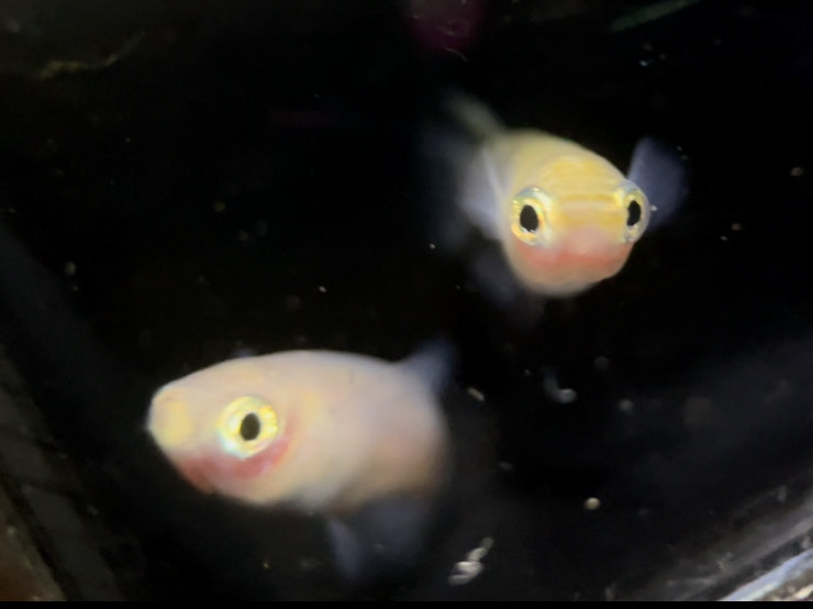 betta733