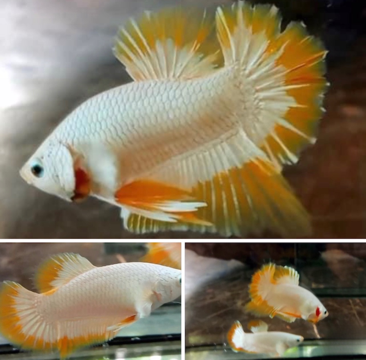 betta771