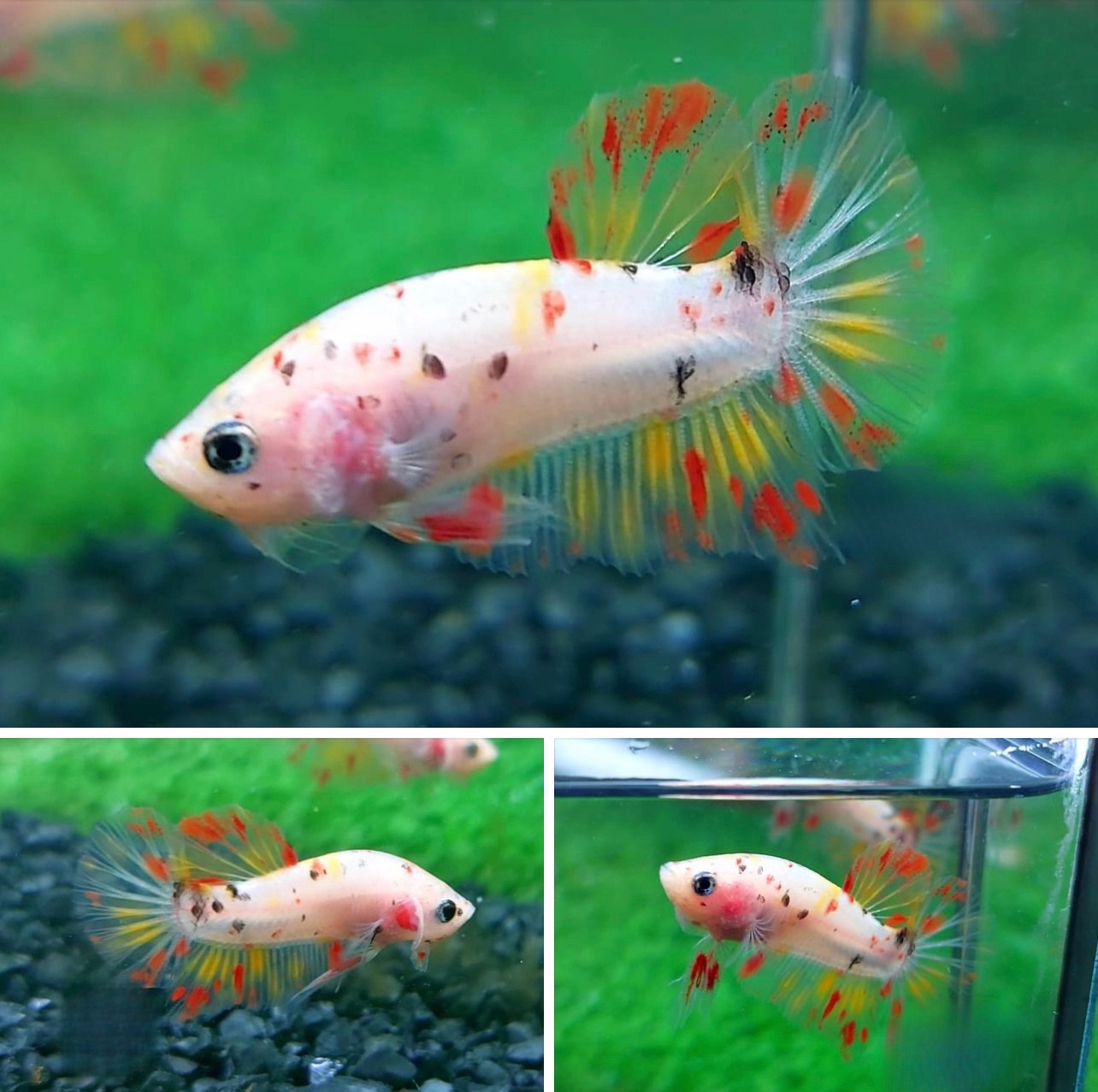 betta777