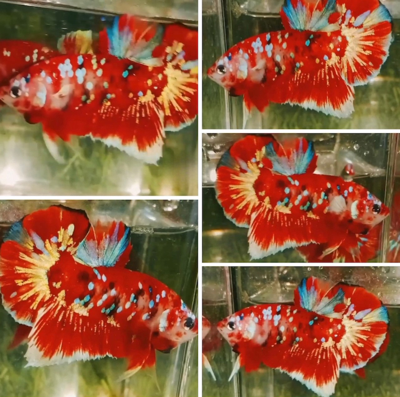 betta770