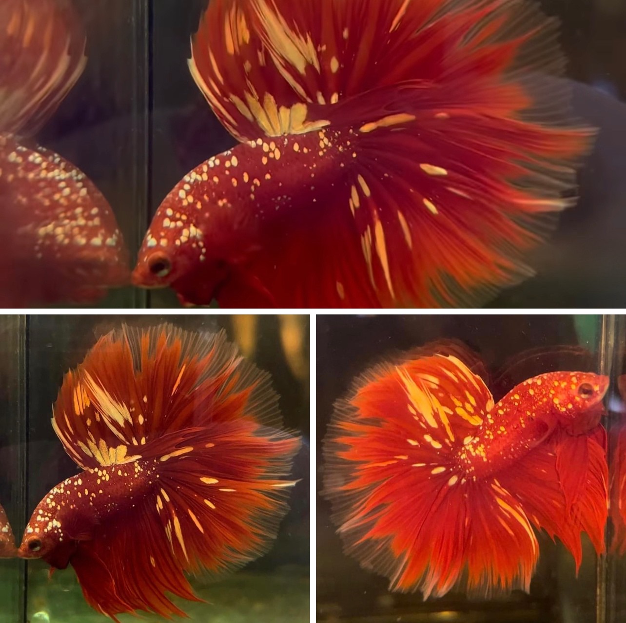 betta782