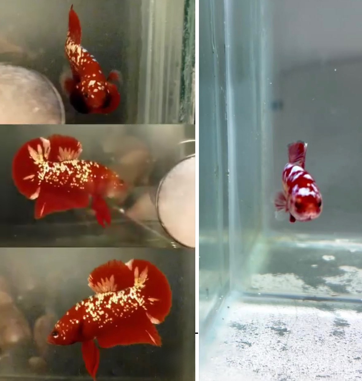 betta781