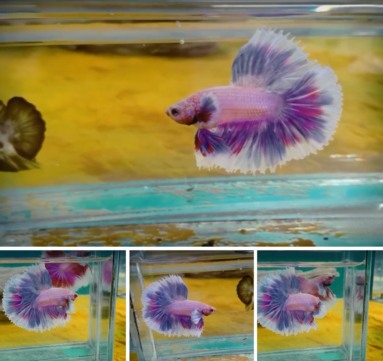 betta779