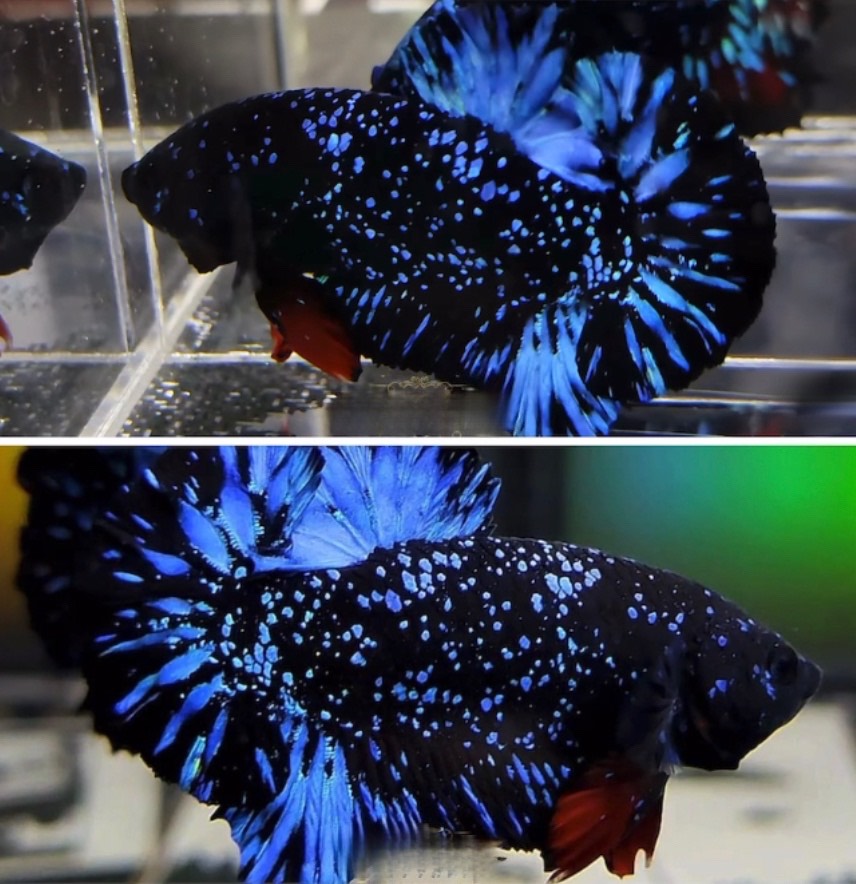 betta788