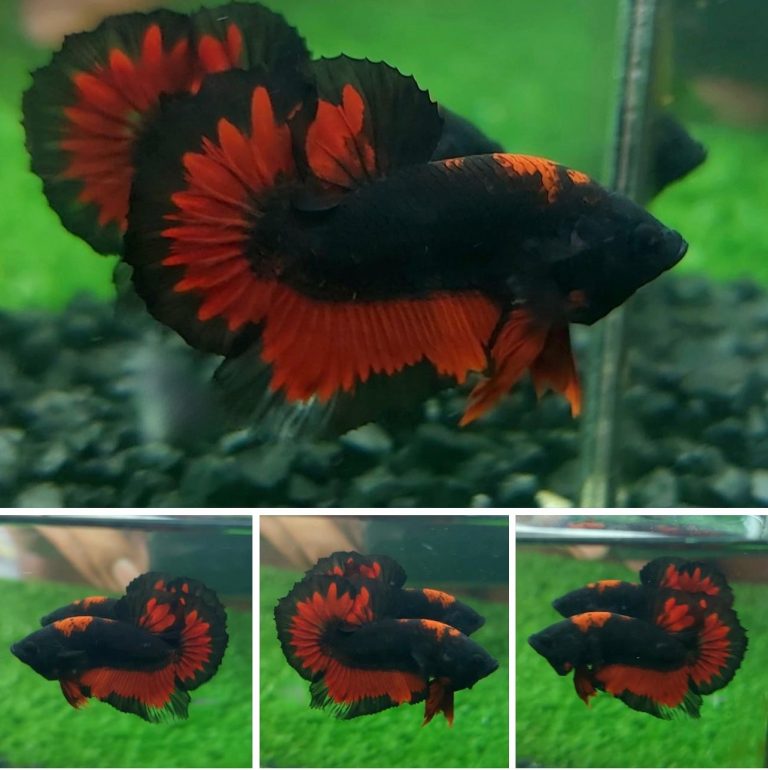 betta789