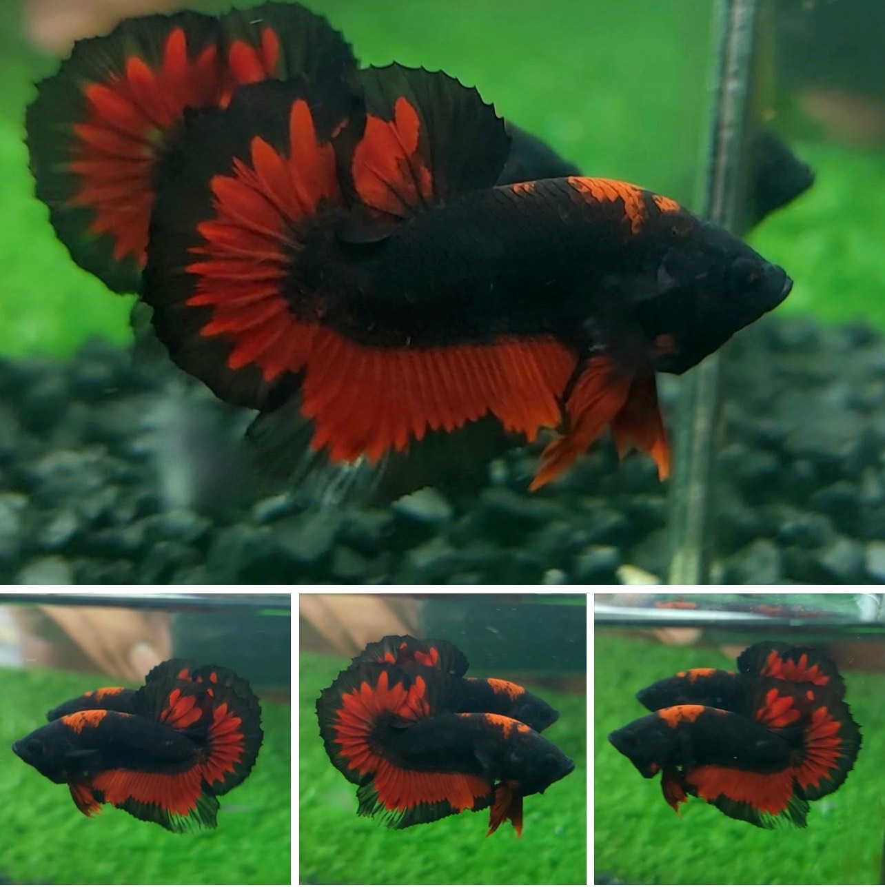 betta789
