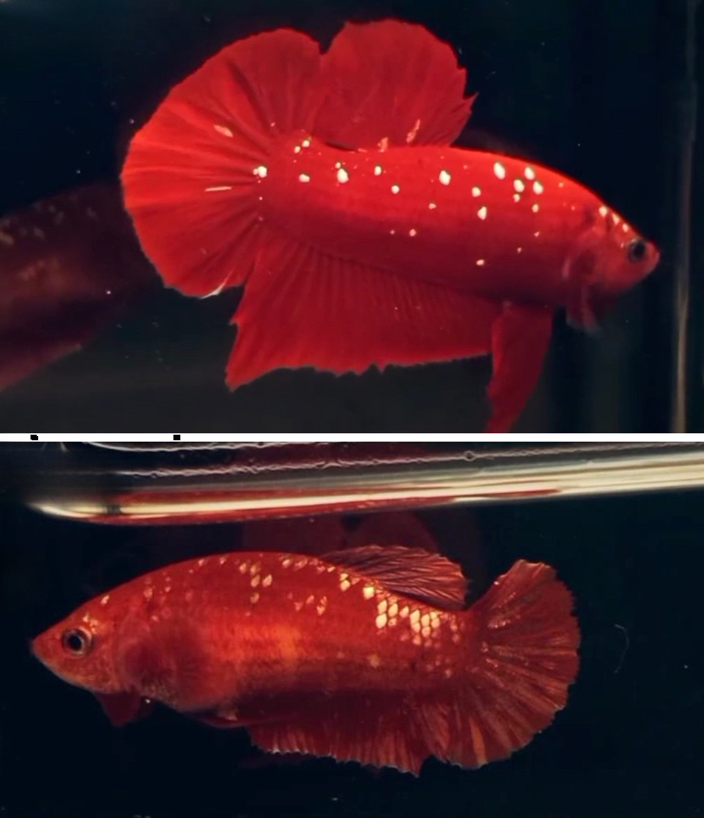 betta793