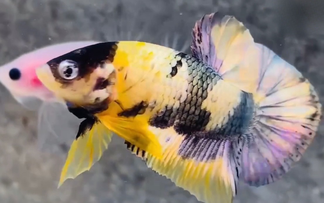 betta787