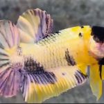 betta787