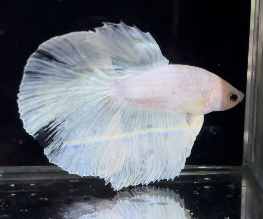 betta750