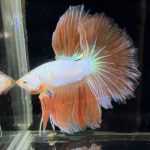 betta749