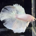 betta750