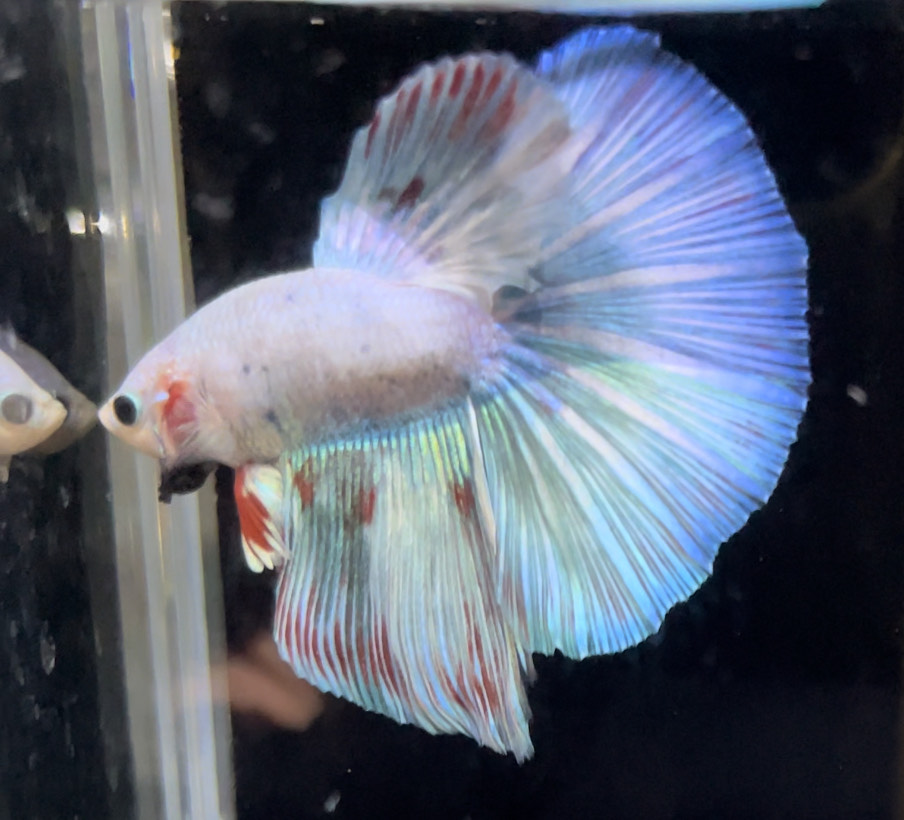 betta748