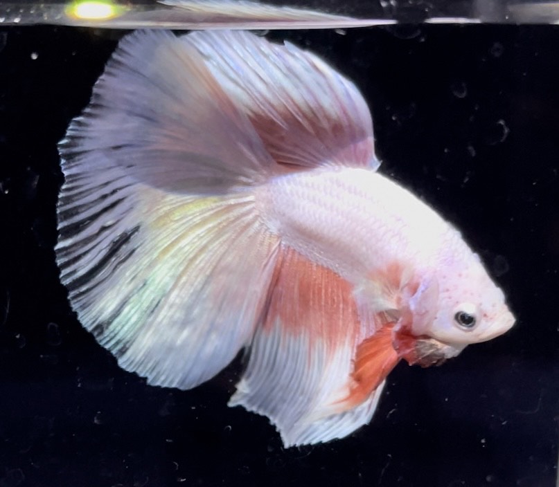 betta747