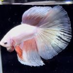 betta747