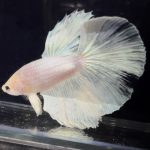 betta750