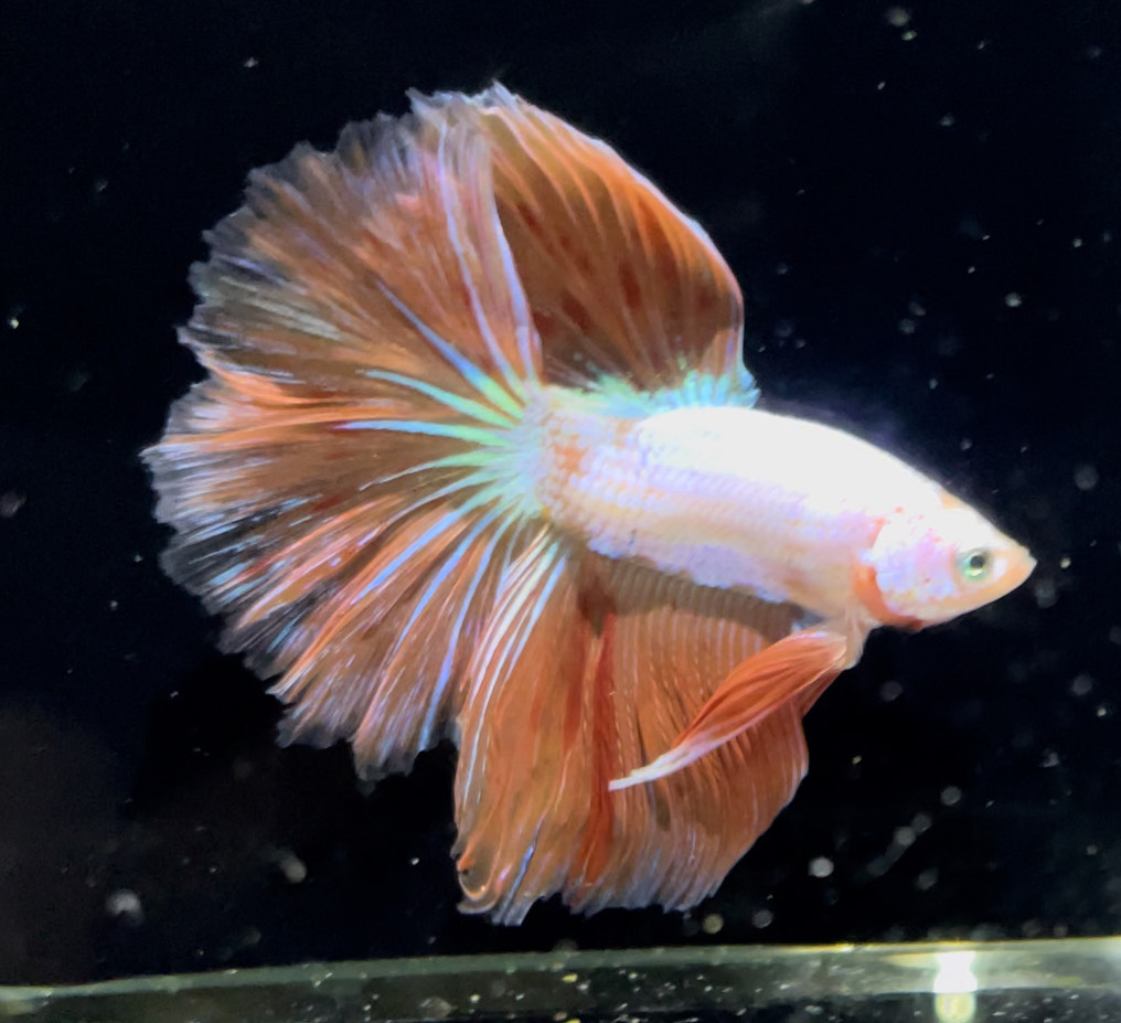 betta749