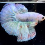 betta748