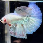 betta748