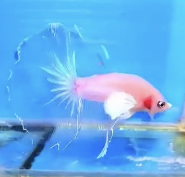 betta752