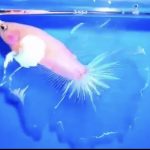 betta752