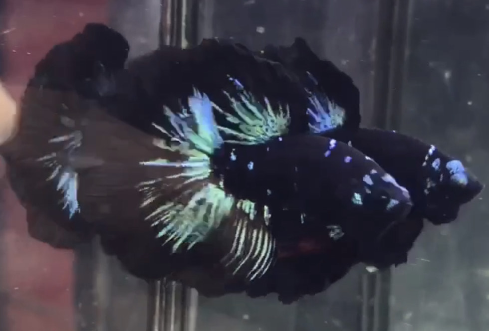 betta751