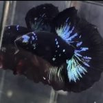 betta751
