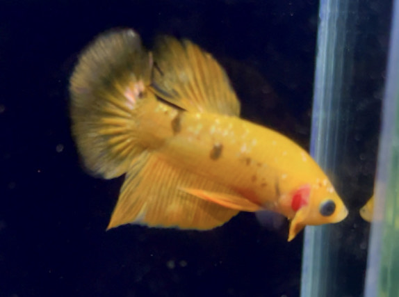 betta760