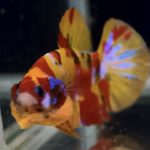 betta763