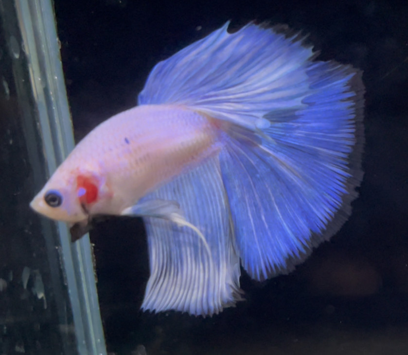 betta753