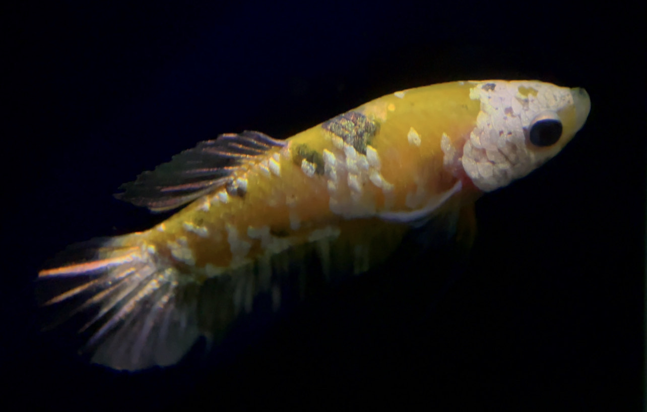 betta758