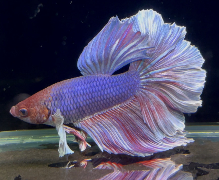 betta757