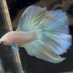 betta755