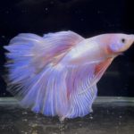 betta754