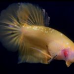 betta761