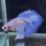 betta753