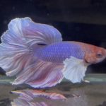 betta757