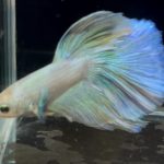 betta755